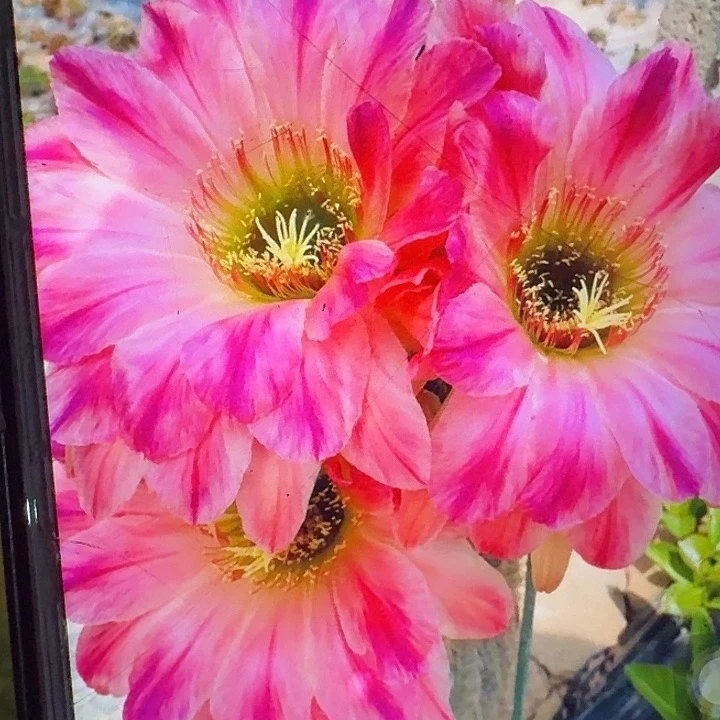 漂亮宝贝根6公分毛花柱