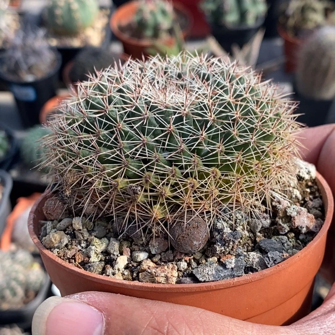 植播园艺白雪母本