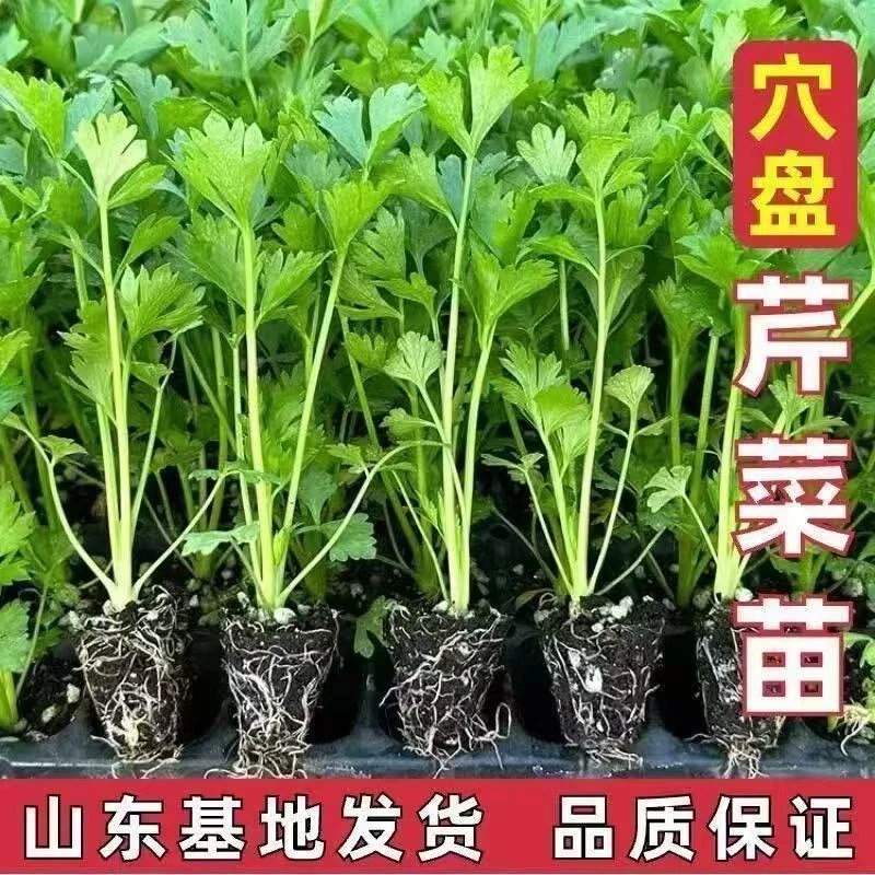 四季带土高产寿光大肉皇后芹菜穴盘秧苗蔬菜红白香芹种子籽春秋栽
