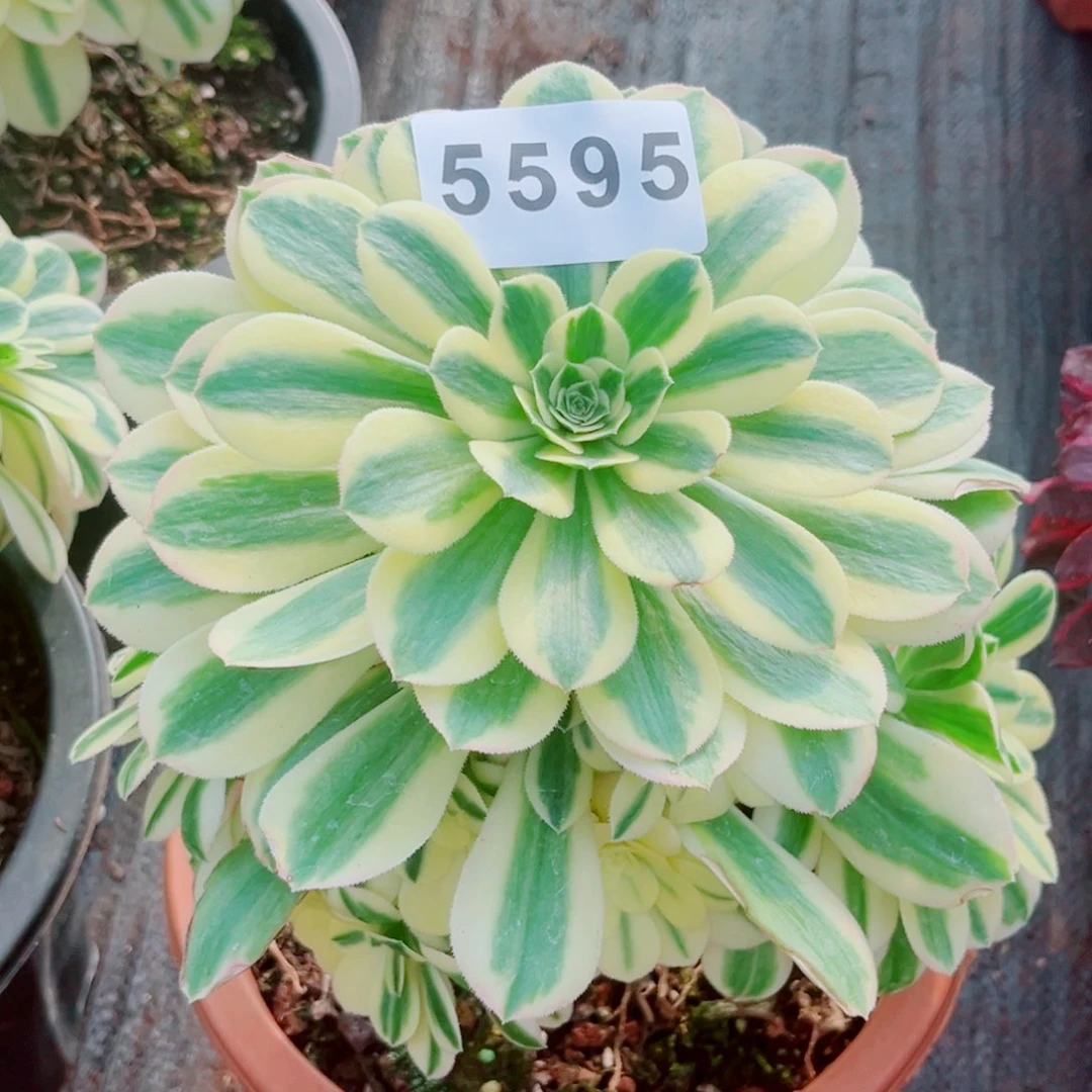哪****师迈巴赫多肉发货发货