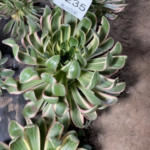 青莲多肉多肉1235