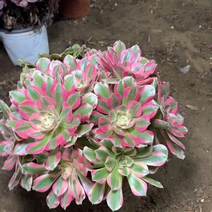 多肉植物法师粉女郎8