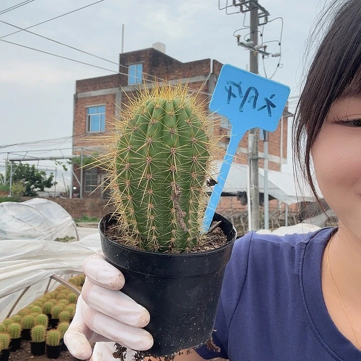 六月午毛花柱111111111