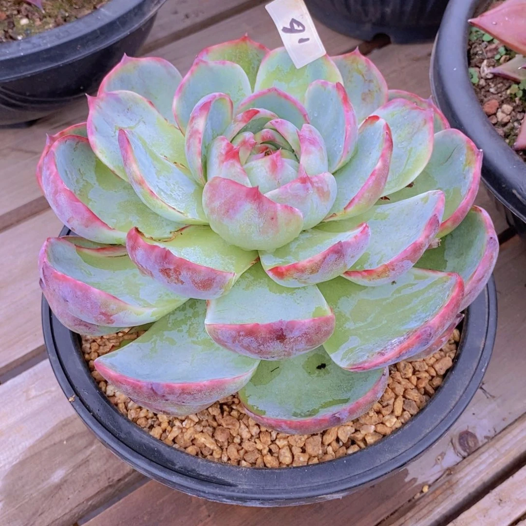 净***莲福利惊鸿仙子飞碟16