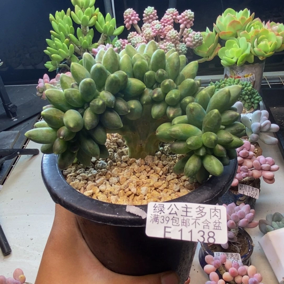 138香蕉树缀多肉10c m