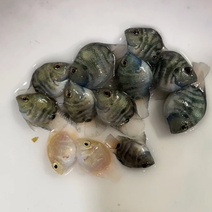 米***罗一组六送四宝蓝宝蓝