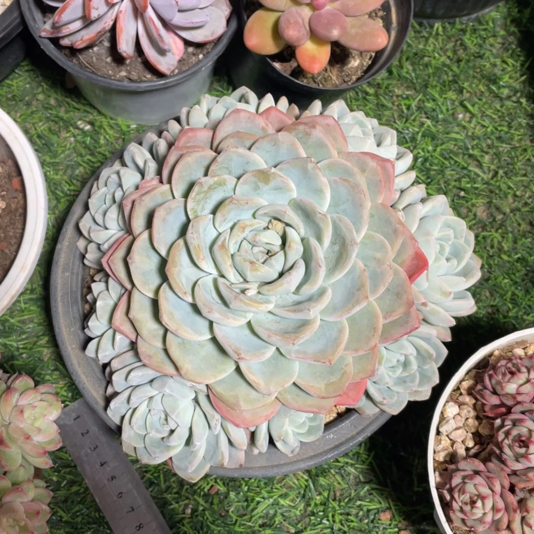 冰玉捧花冠幅19 公分一物一拍