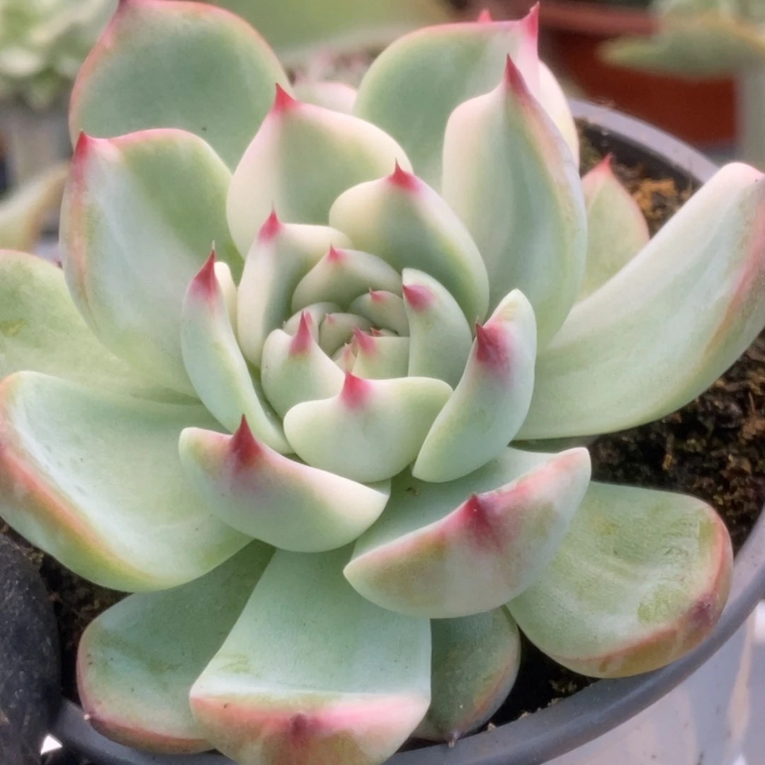 330锦锦锦锦锦锦锦锦