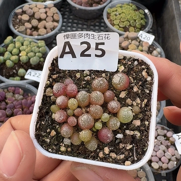 25多肉植物多肉植物