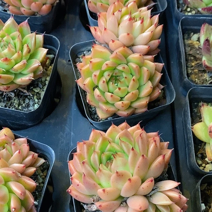 团 米兰达 多头 福利多多