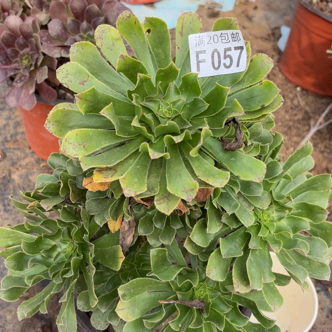 57多肉植物捧花的@