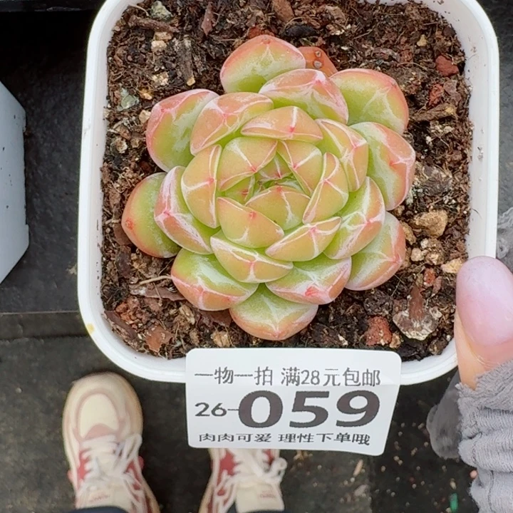 雪花珍妮无盆土发货多