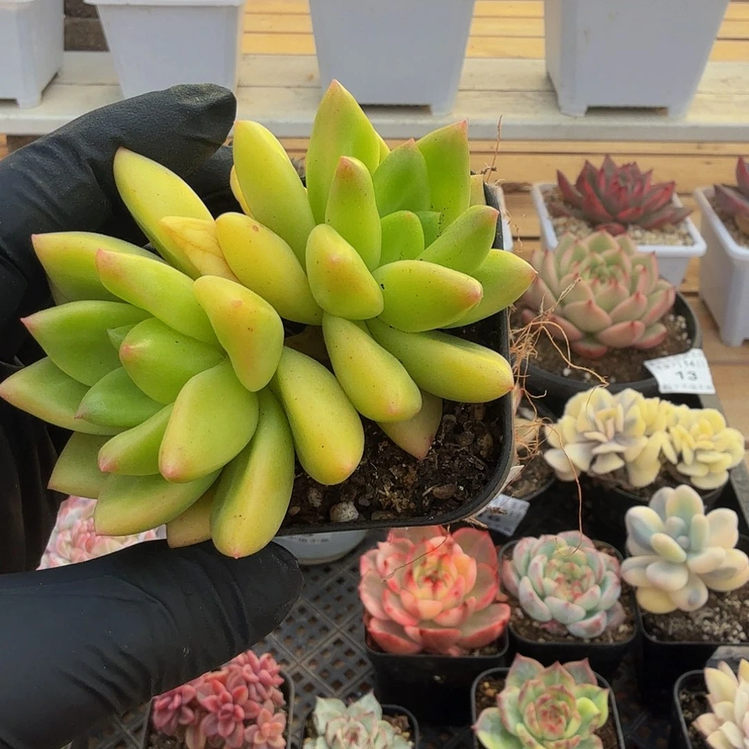 1214-19贵妃芒果奶
