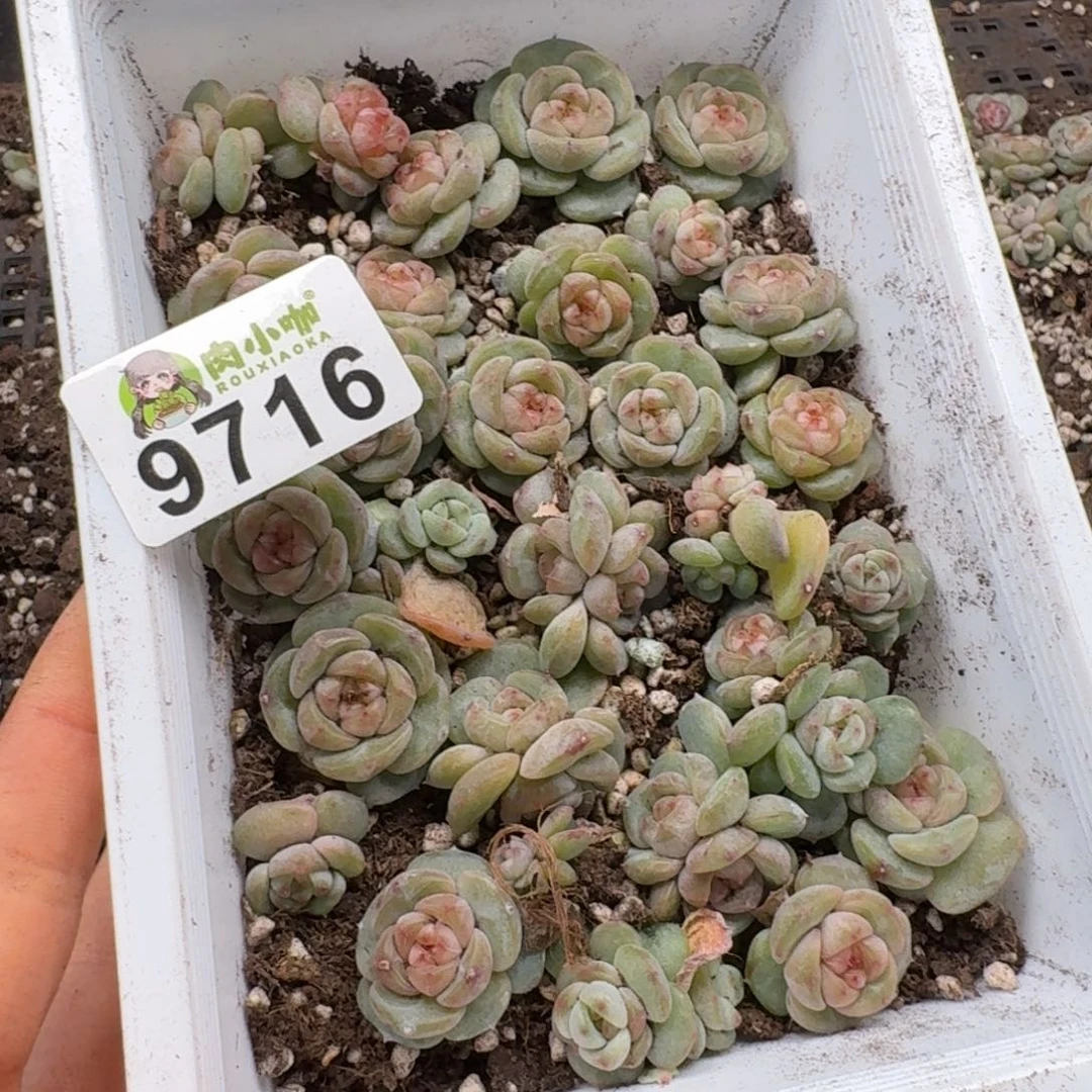 粉***坨多肉植物多肉植物