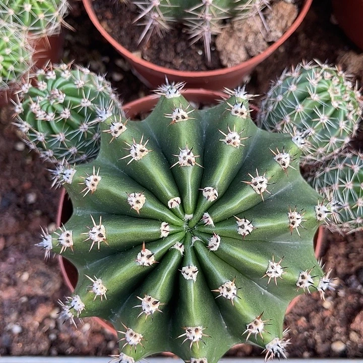 实生黑短刺彩草发货