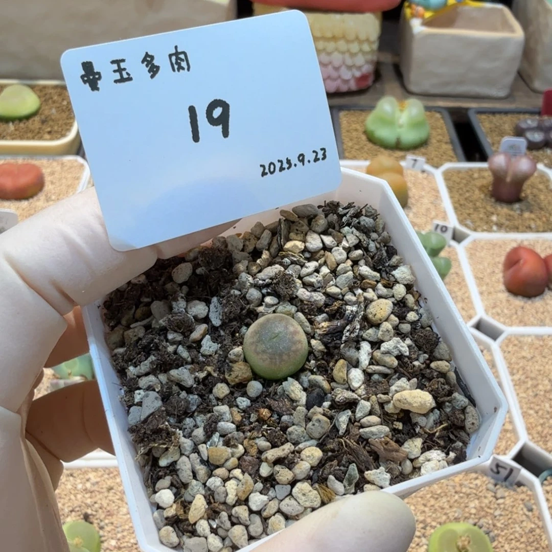 雪****多肉多肉多肉9.23-019