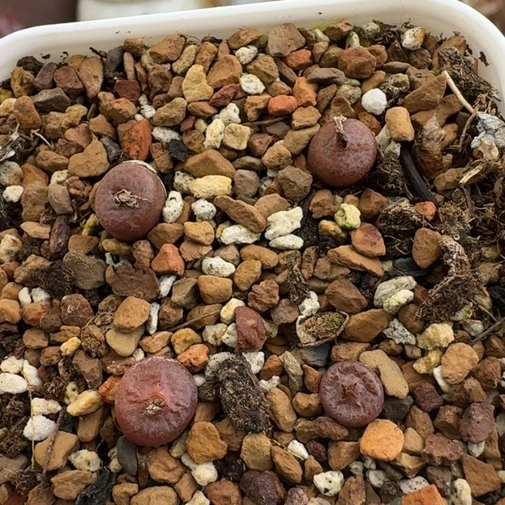 F235猪皮肉锥母本多肉