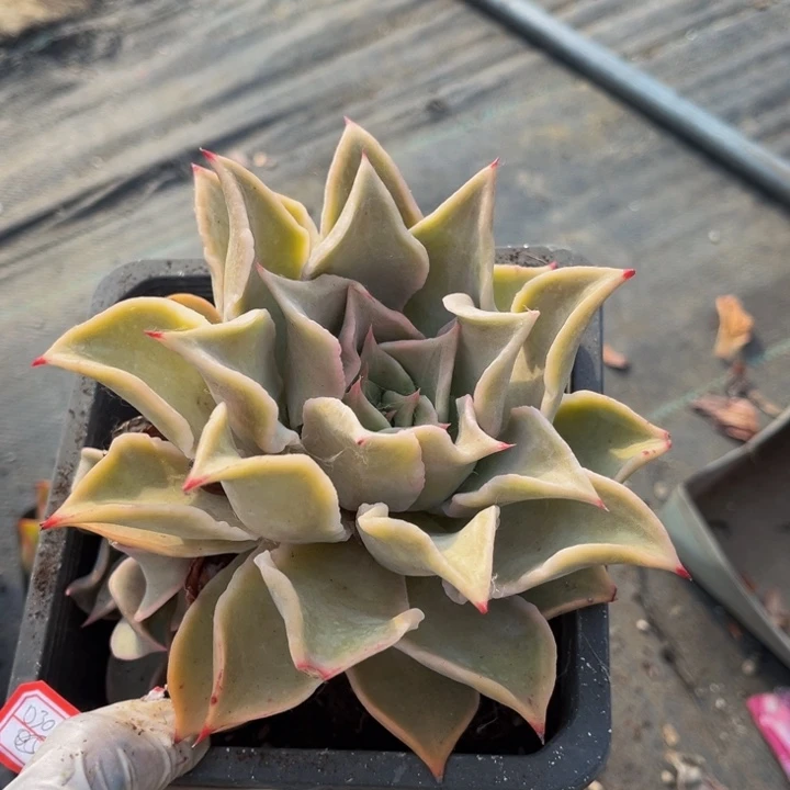 2****6红饺子皮单头一颗