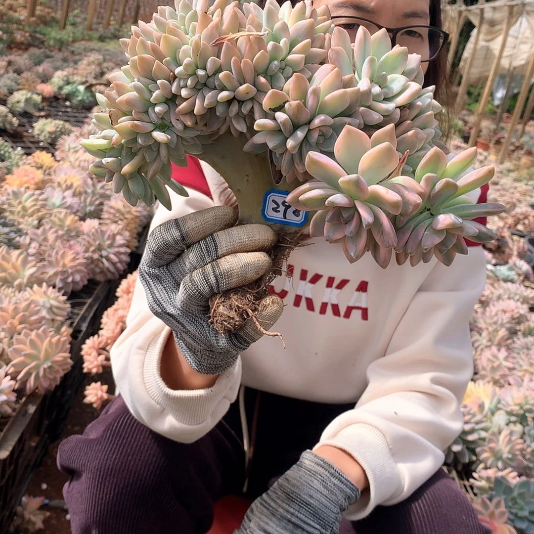 298 淡雪锦 缀一物一拍多肉植物