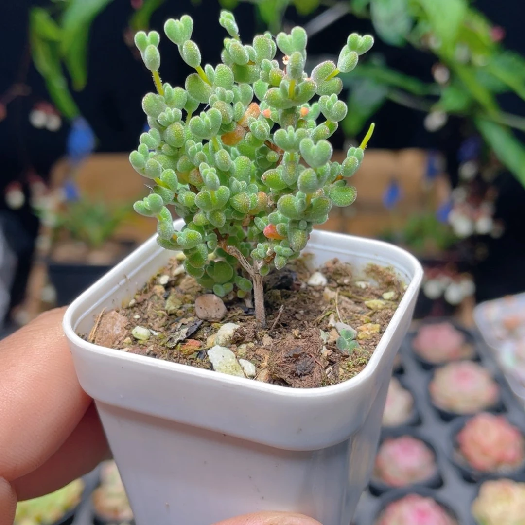 莱斯枝干多肉9.9包邮发货