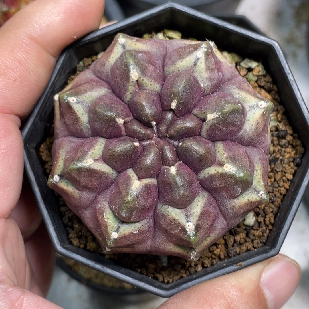 当前无花朵，栽培后可花朵实生梦想