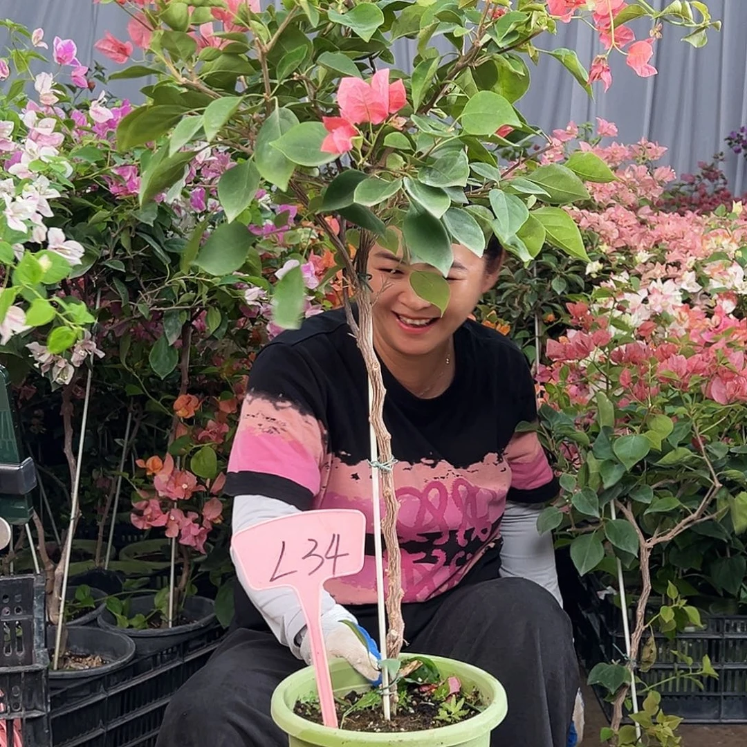 追***光大部分花苞少量开放L34不甜