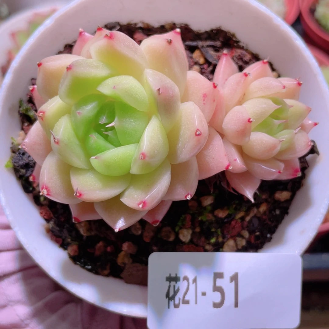 花利美21-51麦秆群