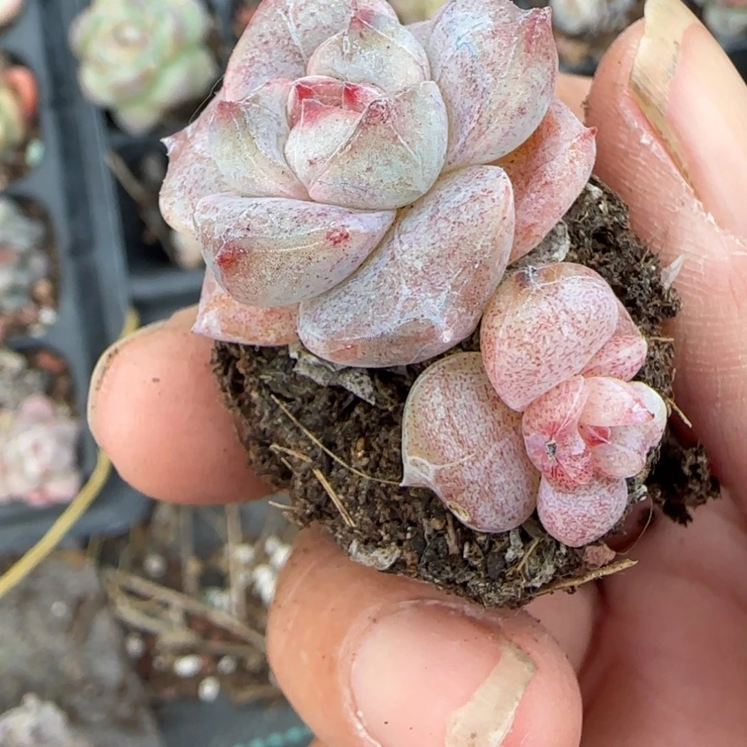 小卡拉米糖心一物一拍