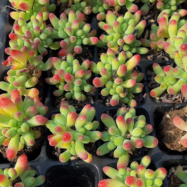 乙女心1元带土发货