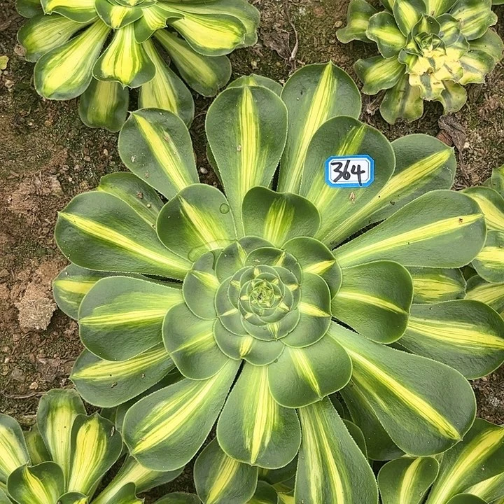 一物一拍多肉暴君364