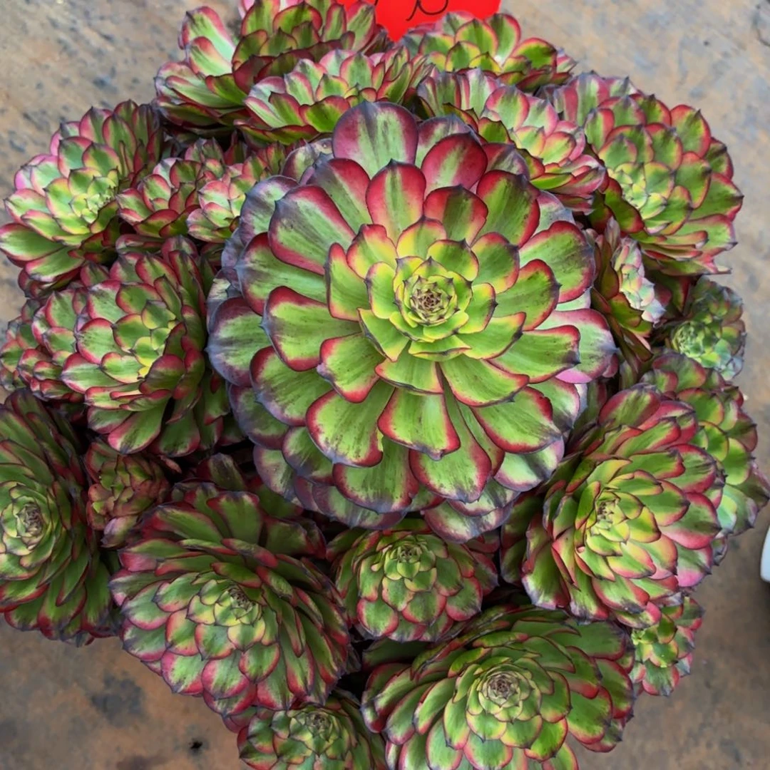 梦***见凌波仙子多肉植物一颗