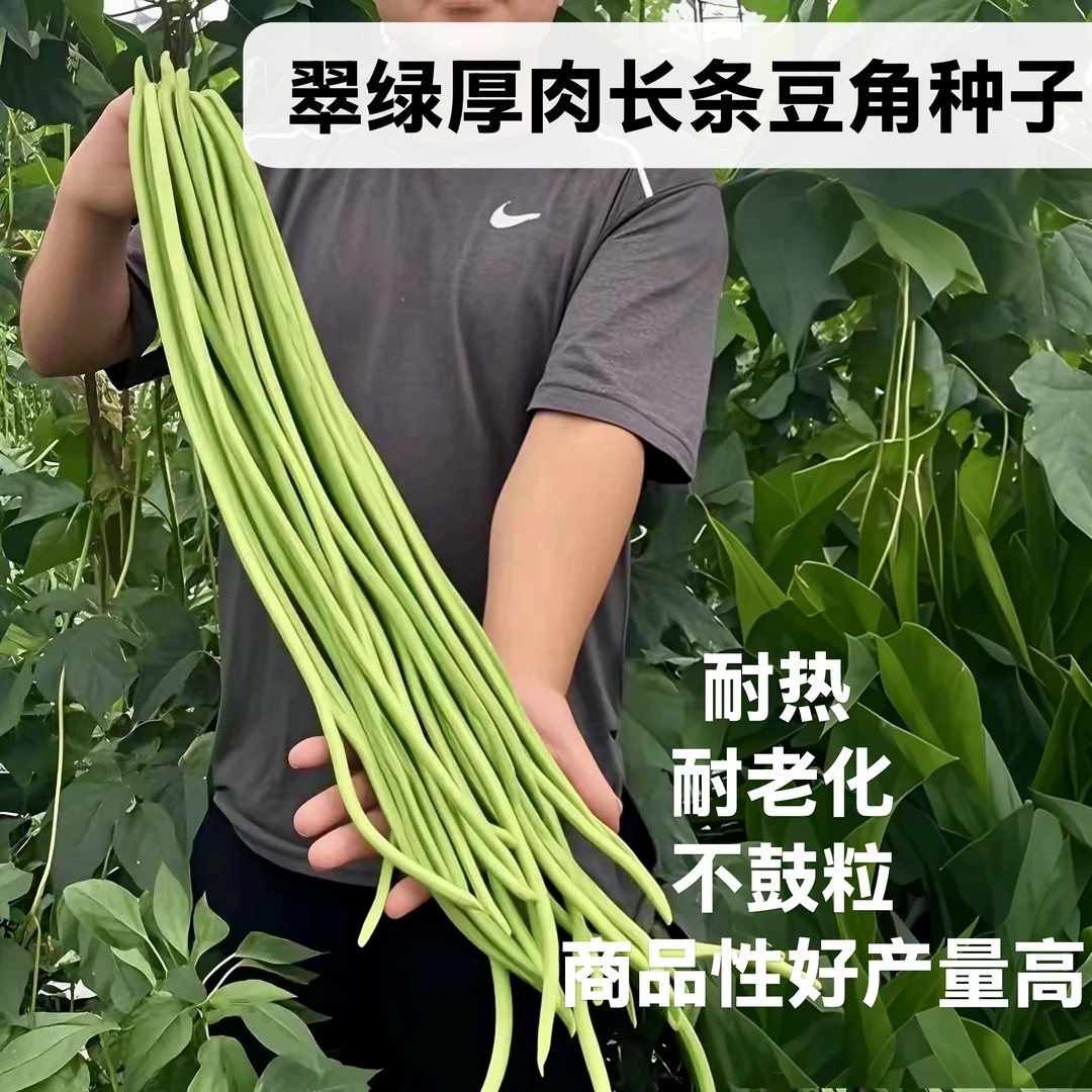 长条豆角豇豆种子白籽白花翠绿厚肉型不鼓粒耐老化耐热基地种植