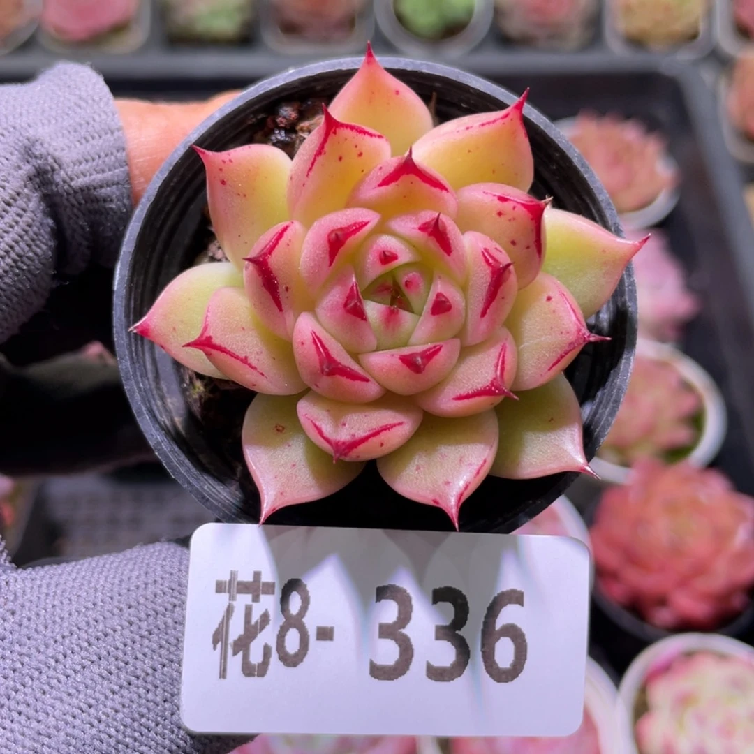 花利美8-336新品