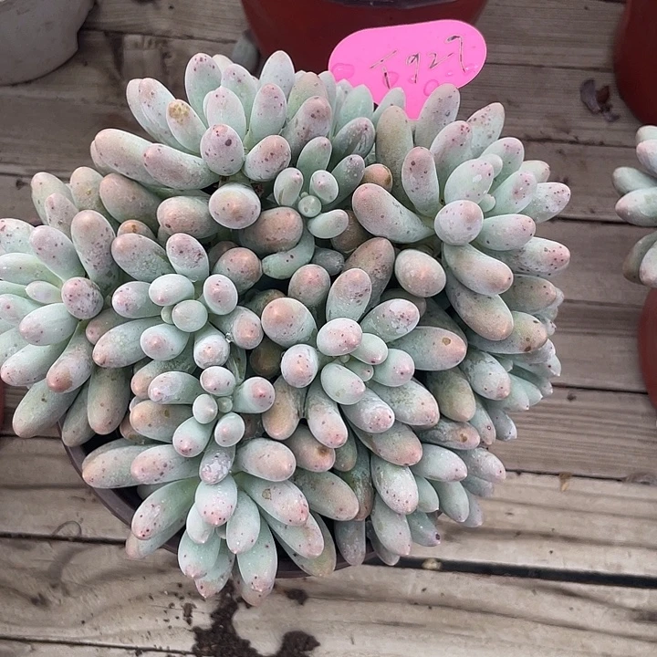 汤圆多肉植物群生929