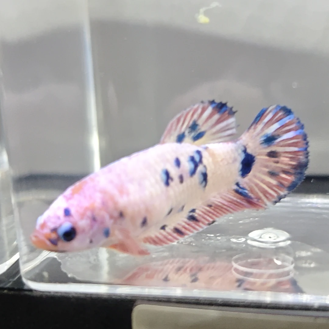 斗鱼直播间编号【206-240号母鱼】不要盲拍 低于20°要加温  观赏鱼