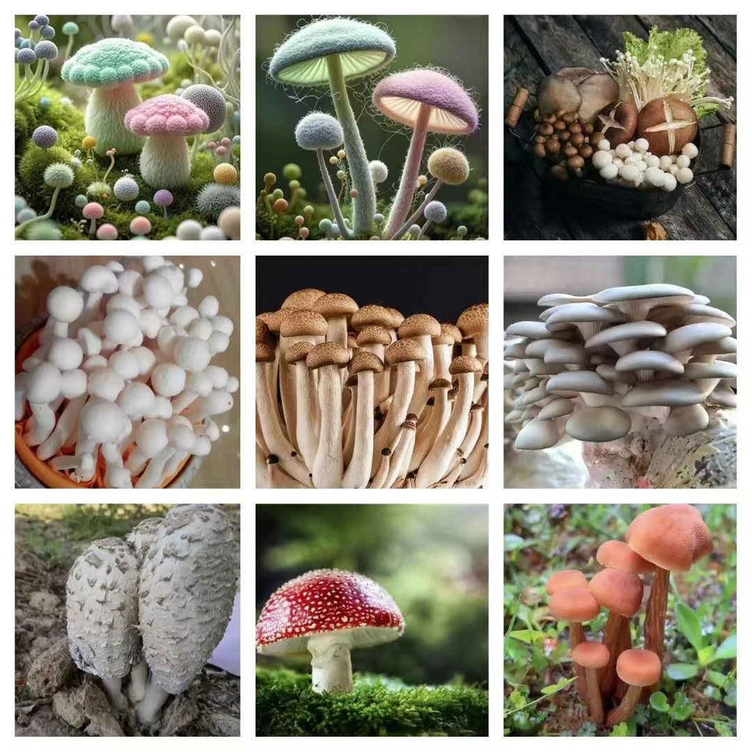 1【土特产-H-B】净含量：3-100g【小田现收】