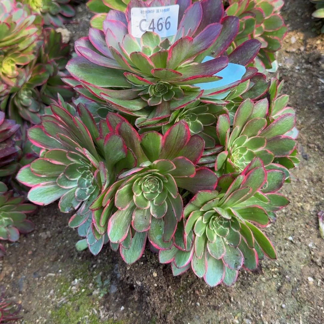 466粉花妖。多肉植物