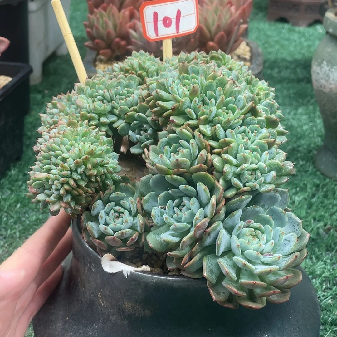 101一物一一拍一拍