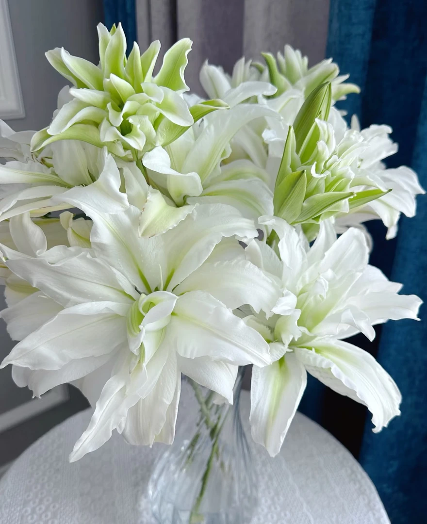 【沉沉专属】艾莎重瓣百合3枝12-15个花苞  云南鲜切花