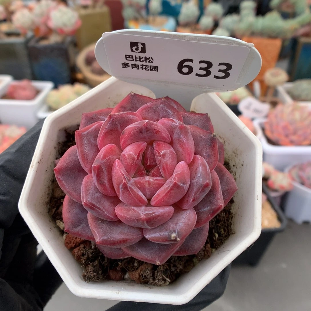 633 紫红皮琥珀多肉