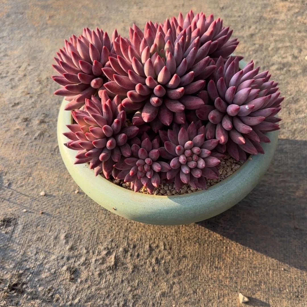 芬***蓉多肉植物虞美人系列