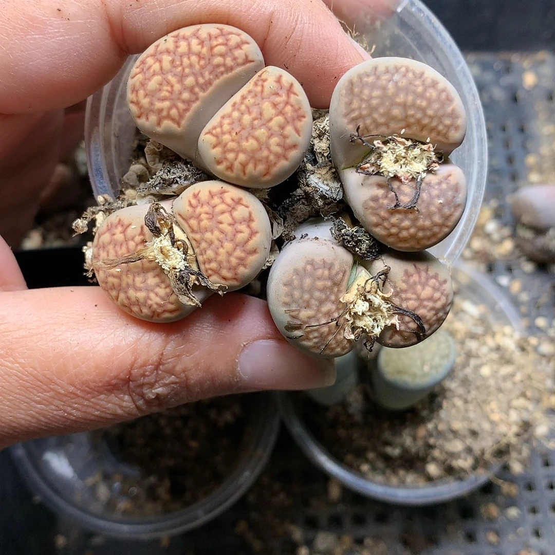 D468多肉植物保护
