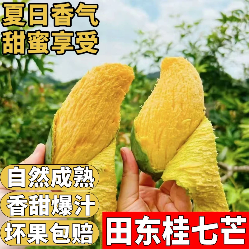正宗桂七芒广西百色青皮芒果田东新鲜应季水果香甜核薄肉厚礼盒装