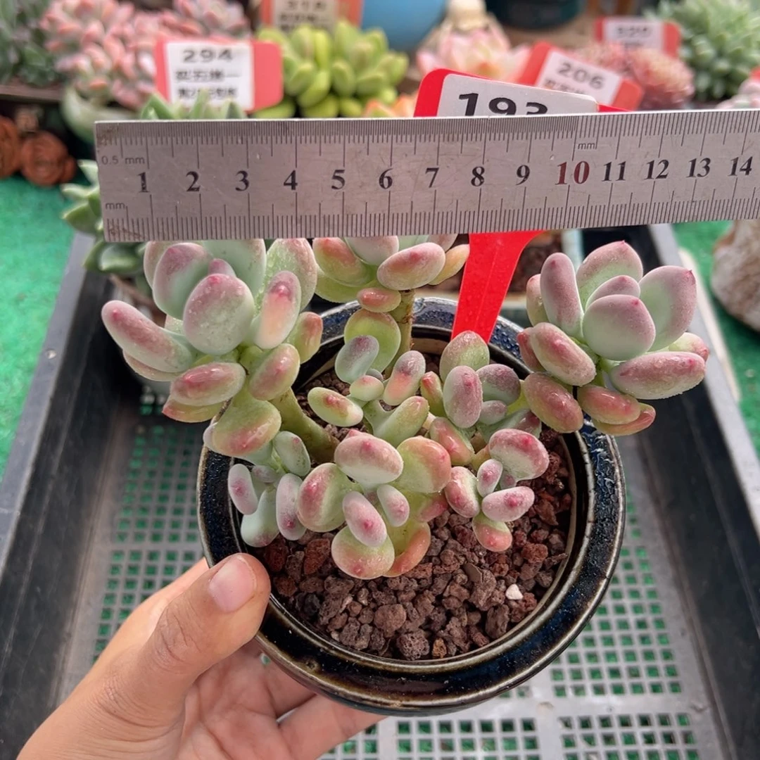 表妹精品多肉植物193.