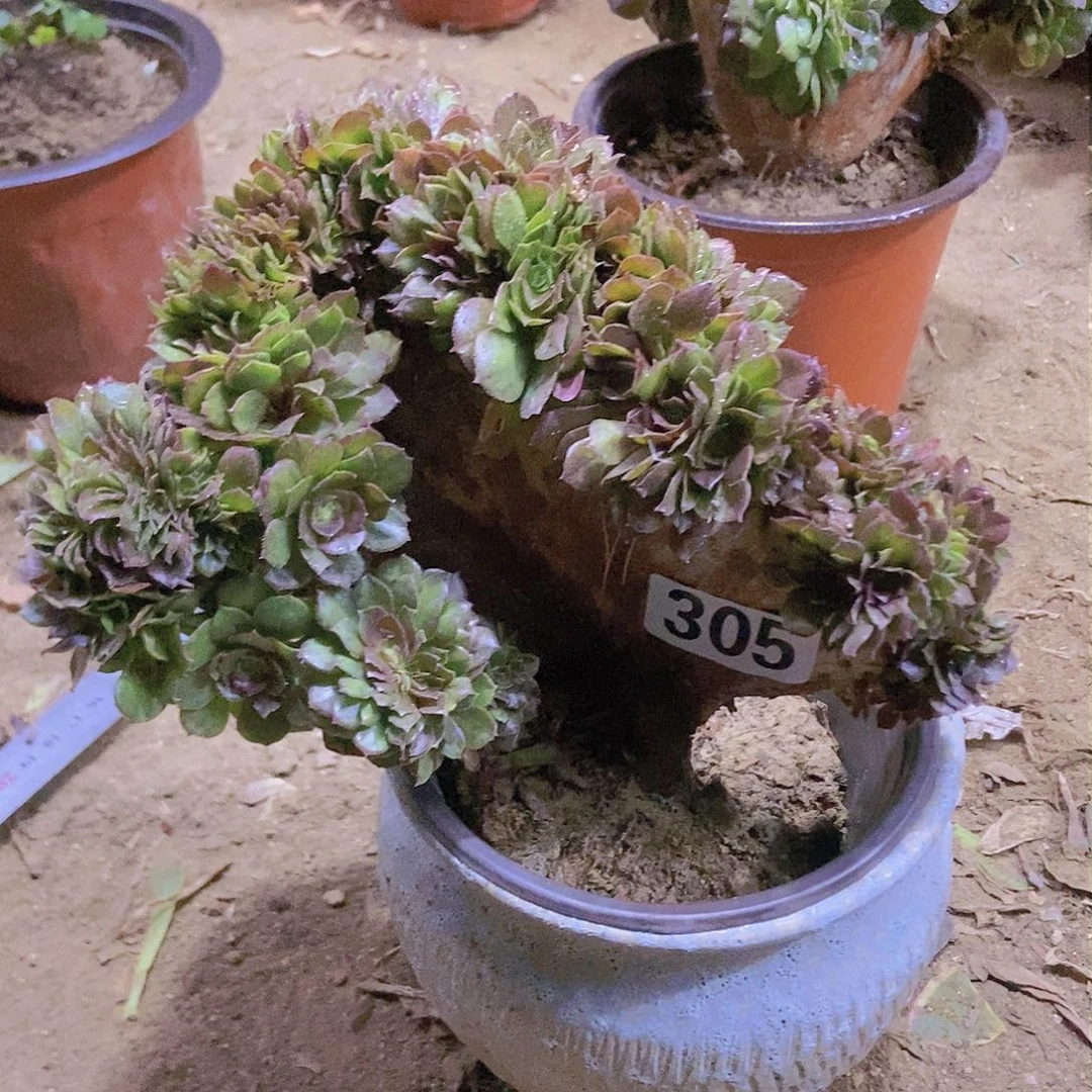 305万缀老板子有修边