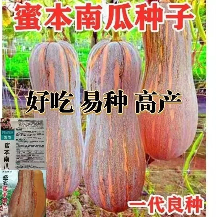 爬满地蜜本南瓜种子高产早熟超甜粉甜糯南瓜籽四季易种植蔬菜种籽