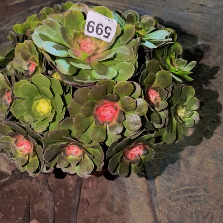 599绿体花月夜科技锦多肉植物