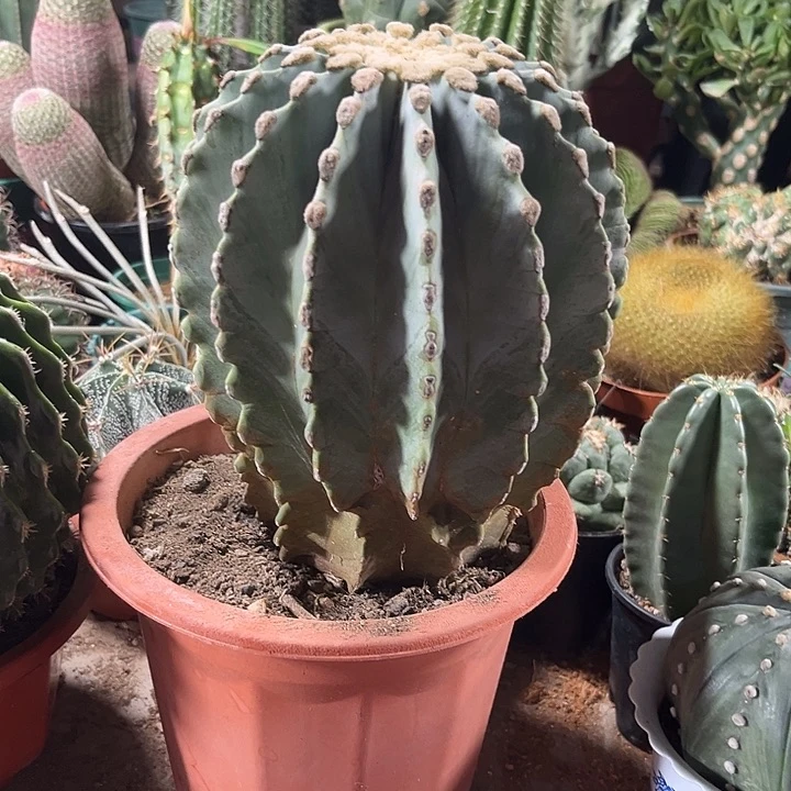 无刺王冠龙一物一拍