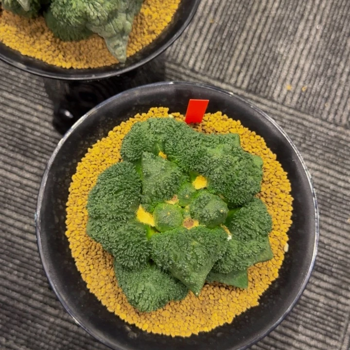 超级哥斯拉怒涛细颗粒