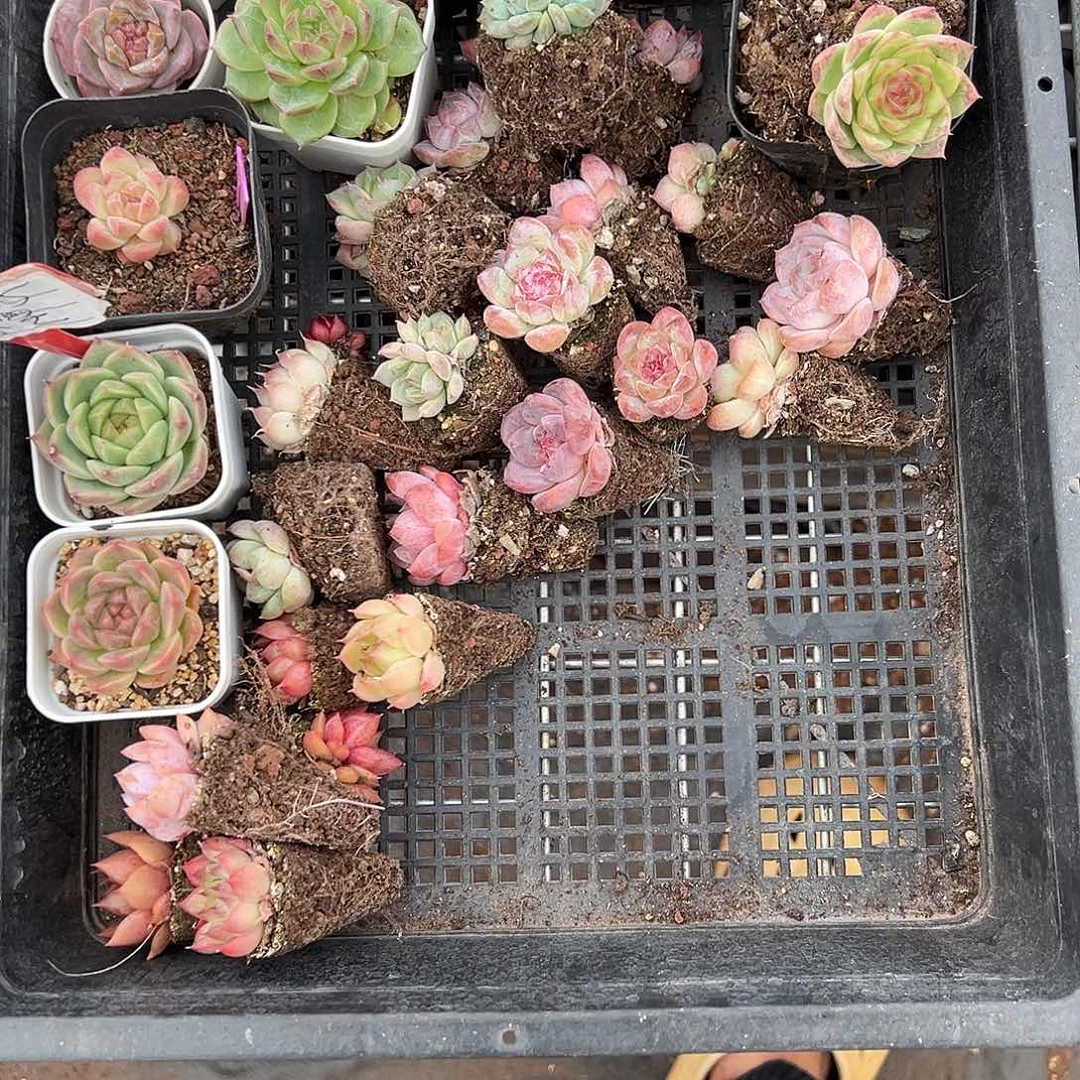 精品多肉十八包邮